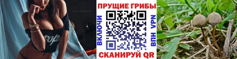 хочу   Малая Вишера  Галлюциногенные грибы Cubensis 